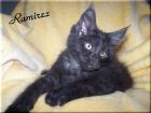 Maine Coon Kater in Black-smoke