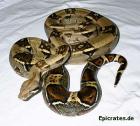 Suche Peruanische Rotschwanzboa (Boa c. Constrictor )