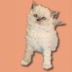 Selkirk Rex Langhaar Kitten in colourpoint