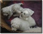 Hurra, unsere Bichon frise Welpen sind geboren