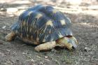 Geochelone radiata zum Verkauf