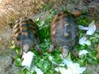 1 Paar Köhlerschildkröten - Geochelone carbonaria, NZ 1999