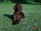 Irish Setter Welpen m.Pap aus Haus-und Gartenaufzucht