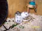 Dschungarische Zwerghamster Hamster-Babys