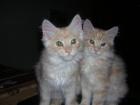 2 Maine Coon Katerchen suchen noch...