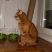 Pancho, roter Kater sucht Zuhause