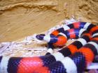 Lampropeltis triangulum campbelli zu verkaufen oder tauschen