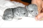 Chinchillababys