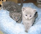 Russisch Blau Kitten