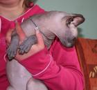 CANADISCHE SPHYNX--KATER in BLACK