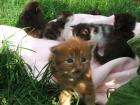 Reinrassige Maine Coon Babies