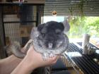 CHINCHILLA