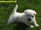 West Highland White Terrier zo Zlatej Zahrady