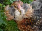 Araucana und Seidenhuhn Bruteier sowie Jungtiere