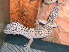 Gebe ab Leopardgecko 100% het für Albino 1.2 komplet mit Terarium