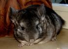 Chinchillas Düsseldorfer Raum