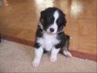 Australian Sheperd Welpen