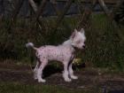 Bildhübsche Chinese Crested Welpen