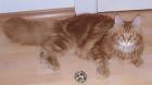 MAINE COON DECKKATER CHAMPION MATOBABOR S ARTUS