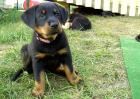 Beauceron welpen