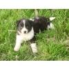 Border Collie Welpe