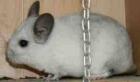 Chinchilla Dame Silberschecke VT