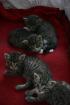 Katzenbabies suchen liebevolles zuhause