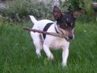 Hunde-Schule-Betreuung-