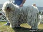 Komondor Welpen -FEHER HUNYOR KENNEL