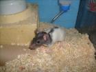 Ratten, 7 Wo. alt, Notfalltiere aus schlechter Haltung,