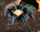 Brachypelma ruhnaui,selten und groß