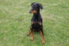 Dobermann Welpe 8 Monate / Familienhund