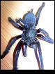 5 Cyriopagopus spec.Blue2,Malaysia