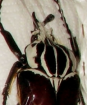  Goliathus quadrimaculatus Größe: 98mm