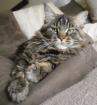 Maine Coon Jungkater im tollen Wildlook