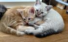 2 Edel-Mix Kitten aus Heilige Birma und BKH