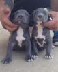 American Pit Bull Terrier Welpen zu verkaufen!!!!