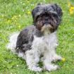 SIR BOBBY - Shih Tzu - 5 Jahre - Tierhilfe-Franken e.V.
