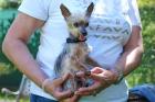 YORKI GIZMO - Mini Yorkshire Terrier - 15 Jahre - Tierhilfe-Franken e.V.