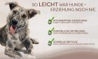 TopDogs – Online Hundeschule