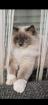 Reinrassiger Ragdoll Deckkater in blue mitted (mit Deckerfahrung)