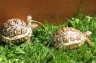 Landschildkröten SOS Telefon bei Sorgen