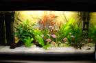 Aquarium 113l mit leuchtend orangefarbenen Sumatrabarben abzugeben