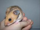 Goldhamster und Teddyhamster