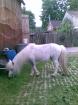 2 Mini-Shetland Ponys, Max und Moritz, Beistellpferde