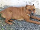 American Staffordshire terrier weibchen zum verkaufen