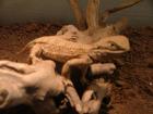 Pogona henrylawsoni ( Zwergbartagame )