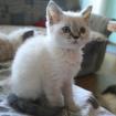 Selkirk Rex Kurzhaar Kitten in colourpoint