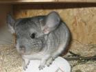 Kleiner Chinchilla Mann sucht neuen Wirkungskreis