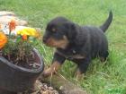 Reinrassige Rottweiler Welpen